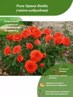 Роза Оранж Бейби / Посадочный материал напрямую из питомника для вашего сада, огорода / Надежная и бережная упаковка