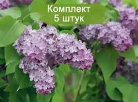 Комплект 5шт / Сирень Lavander Lady