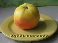 Яблоня Куйбышевское