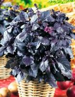 Базилик Мавританский, яркий волшебный аромат восточной сказки, пурпурный цвет, полезные эфирные масла и каротин, 130 семян
