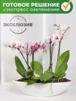 Композиция 3 орхидеи фаленопсис в пластиковом кашпо лодочка, диаметр 35 см, высота 10/40 см, цвет белый, розовый, Орхидея фаленопсис