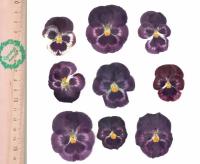 Плоские сухоцветы - Анютины глазки (виола) сиреневые крупные для заливки смолой и рукоделия, 8 шт