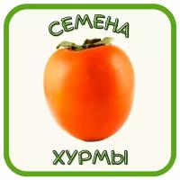 Хурма. Семена хурмы