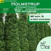 Туя западная Холмстрап (Thuja occidentalis Holmstrup)