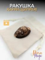 Ракушка Ципрея/Каури, натуральный камень, размер 3-4см