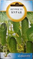Огурец Буран F1, раннеспелый, отлично растет в комнатных условиях на балконе и подоконнике, 8 шт семян