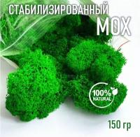 Мох стабилизированный, 150 гр зеленый