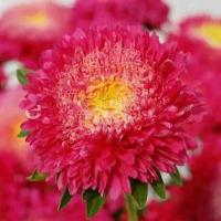 Астра Шанхайская Роза Темно-Красная, с мощным раскидистым кустом, хороша для срезки, 25 семян