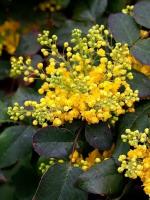 Семена Магония ползучая (Mahonia repens), 10 штук