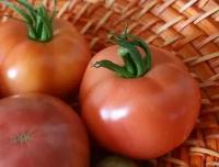 Коллекционные семена томата Раннее чудо