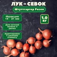 Лук севок 