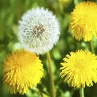 Одуванчик Лекарственный (лат. Taraxacum officinale) семена 250шт + подарочек