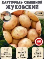 Клубни картофеля на посадку, Жуковский, (суперэлита) 3 кг Очень ранний