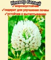 Клевер белый медоносный для пасеки 30шт/ сидерат для сада/ газона/ корм для скота