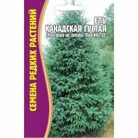 Семена Ели Канадской Густой (Picea glauca var.densata) 