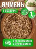 Ячмень для проращивания 1 кг. Эко продукт Краснодарского края