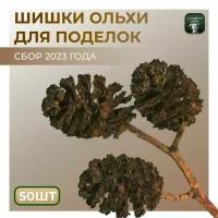 Шишки ольхи - 50 штук. Ольховые соплодия. Декор для мыловарения/изготовления свечей