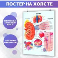 Постер почки, анатомия, строение человека (7)