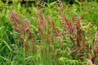 Газонная трава семена Овсяница красная 5кг, Зеленый Метр