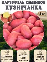 Картофель семенной на посадку Кузнечанка (суперэлита) 3 кг Среднеранний