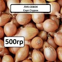 Лук севок Стурон 0,5 кг. Урожай 2023