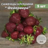 Клубника крупноплодная Фейерверк, саженцы/корневище клубники 5 шт