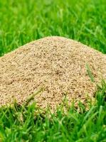 Газонная трава семена Овсяницы луговой 10кг, Зеленый Метр