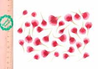 Плоские сухоцветы - Гвоздика, градиентные лепестки для заливки смолой и рукоделия, 40 шт