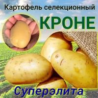 Картофель семенной селекционный кроне клубни репродукция суперэлита 1 кг