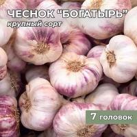 Чеснок крупный 