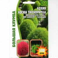 Кохия Kochia trichophylla, эффектный декоративный, быстрорастущий ( 1 уп: 500 семян )