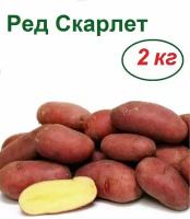 Картофель семенной 