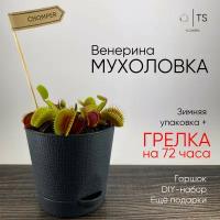 Венерина Мухоловка, живой цветок комнатный, в зеленом горшке диам.10 см