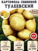 Картофель семенной на посадку Тулеевский (суперэлита) 3 кг Средний