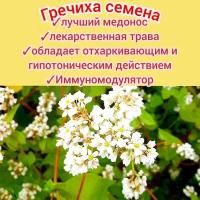 Гречиха медоносная 30шт, семена отборные с пасеки, для сада/ огорода, сидерат медонос