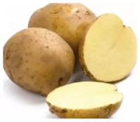 Семенной картофель варяг (суперэлита)