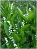 Семена Ландыш майский (Convallaria majalis), 10 штук