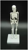 Скелет человека для учебных целей 22 см
