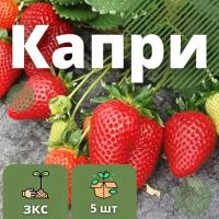 Саженцы Земляника Капри, 5 шт