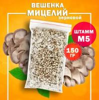 Мицелий вешенки зерновой, семена грибов (штамм М-5) - 150 гр