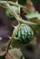 Паслен дорожный (лат. Solanum Viarum) семена 10шт