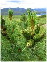 Семена Кедровый стланик (Pinus pumila), 90 штук