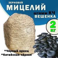 Мицелий вешенки зерновой, семена грибов (штамм Китайский Чёрный) - 2 кг