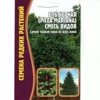 Ель Чёрная/ Picea mariana, тонкая хвоя, вечнозеленое дерево ( 1 уп: 20 семян )