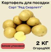 Картофель семенной 