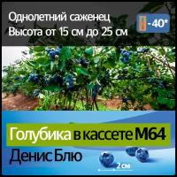 Голубика в кассете М64 Денис блю (высота от 12 до 20 см)