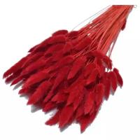 Сухоцветы для декора лагурус 60см, цвет красный, 100г