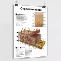 Плакат по анатомии человека 