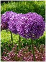 Семена декоративный лук Аллиум гигантский (Allium giganteum), 25 штук