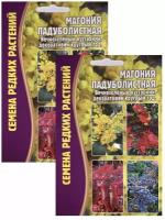 Магония Падуболистная, 2 пакета, семена 10шт, вечнозеленый декоративный кустарник, ЧК